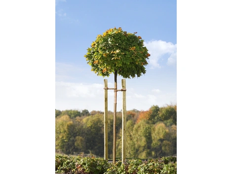 Mr.GARDENER Baumpfahl rund angespitzt Ø46x1500 mm