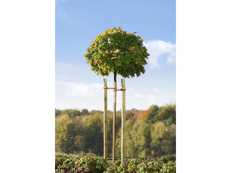 Mr.GARDENER Baumpfahl rund angespitzt Ø70x2500 mm
